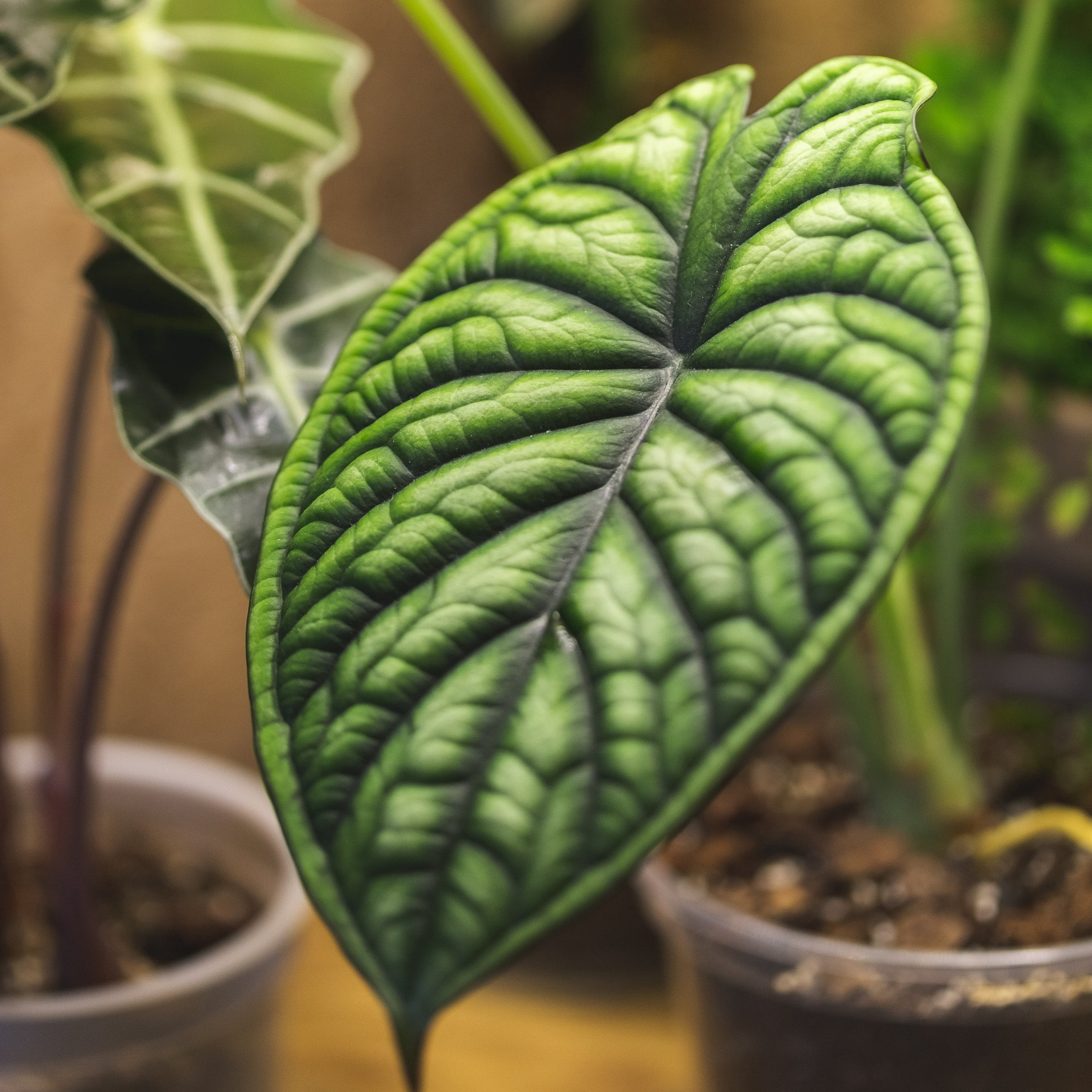 6 in. Alocasia Dragon Scale Plant in Grower Container