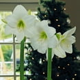 thumbnail image 5 of Easy to Grow Amaryllis White Christmas 1 Plant Bulb, Flower Indoor Holiday or Outdoor Spring Bloom, 5 of 6