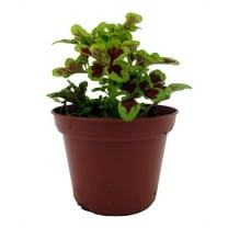 Tammy Plant - Coleus-Mini - 2.5" Pot