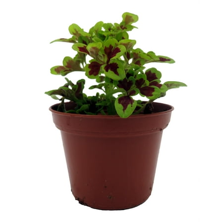 Tammy Plant - Coleus-Mini - 2.5" Pot