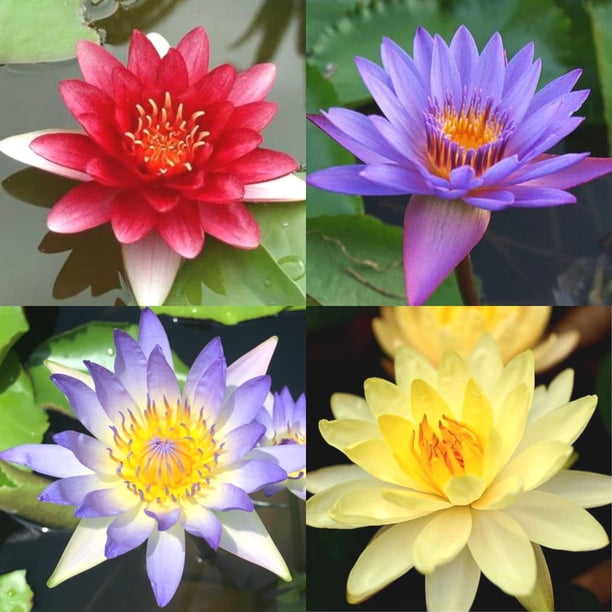 4 Pack Water Lily Tubers Live Aquatic Plant Freshwater Pond Garden