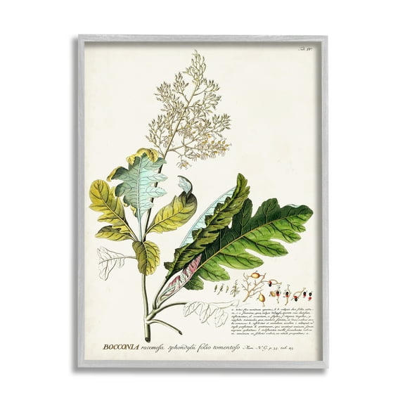 Stupell Industries Botanical Plant Illustration Leaves Vintage Design Drawing Print Framed Art Print Wall Art, 24x30, By World Art Group