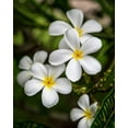 thumbnail image 2 of Head, Danny 12x14 White Modern Wood Framed Museum Art Print Titled - Plumeria II, 2 of 4