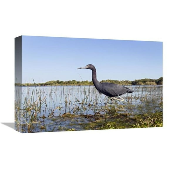 12 x 18 in. Little Blue Heron Wading, Everglades National Park, Florida Art Print - Marcel Van Kammen