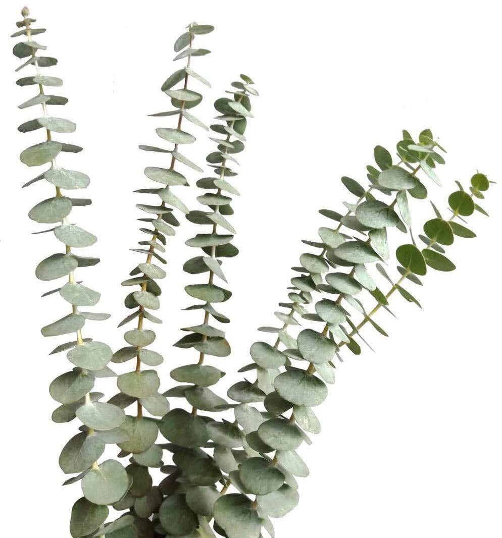 Dried Real Eucalyptus Branches 12 Stems, Natural Eucalyptus Leaves for