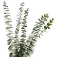 thumbnail image 1 of Dried Real Eucalyptus Branches - 12 Stems - Natural Home Decor, 1 of 4