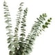 thumbnail image 1 of Ramas de eucalipto reales secas, 12 tallos, hojas de eucalipto natural para arreglos, bodas, decoración del hogar Vhermosa  WRJM-432, 1 of 4