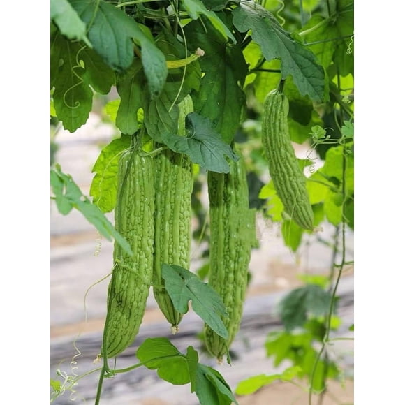 GSDWIUEW 16 Graines, Graines de Melon Amer pour la Plantation Graines Patrimoniales Graines