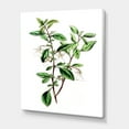 thumbnail image 3 of Designart ' Ancient Green Leaves Plants VII ' Traditional Canvas Wall Art Print, 3 of 4
