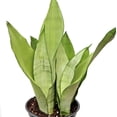 thumbnail image 4 of Live Snake Plant, Sansevieria Moonshine, Indoor Potted Plant, Housewarming Gift, Fully Rooted Houseplant, Office Gift, Birthday Gift, Plant Mom Dad Gift, Thank You Gift in 6" Pot, 4 of 5