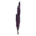 thumbnail image 1 of Vickerman H3AMA575 Violet Amaranthus - 7-8 oz Bundle, 1 of 1