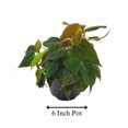 thumbnail image 2 of Philodendron Micans, 6 inch, Velvet Leaf, Philo hederaceum, Sweetheart Plant, 2 of 5