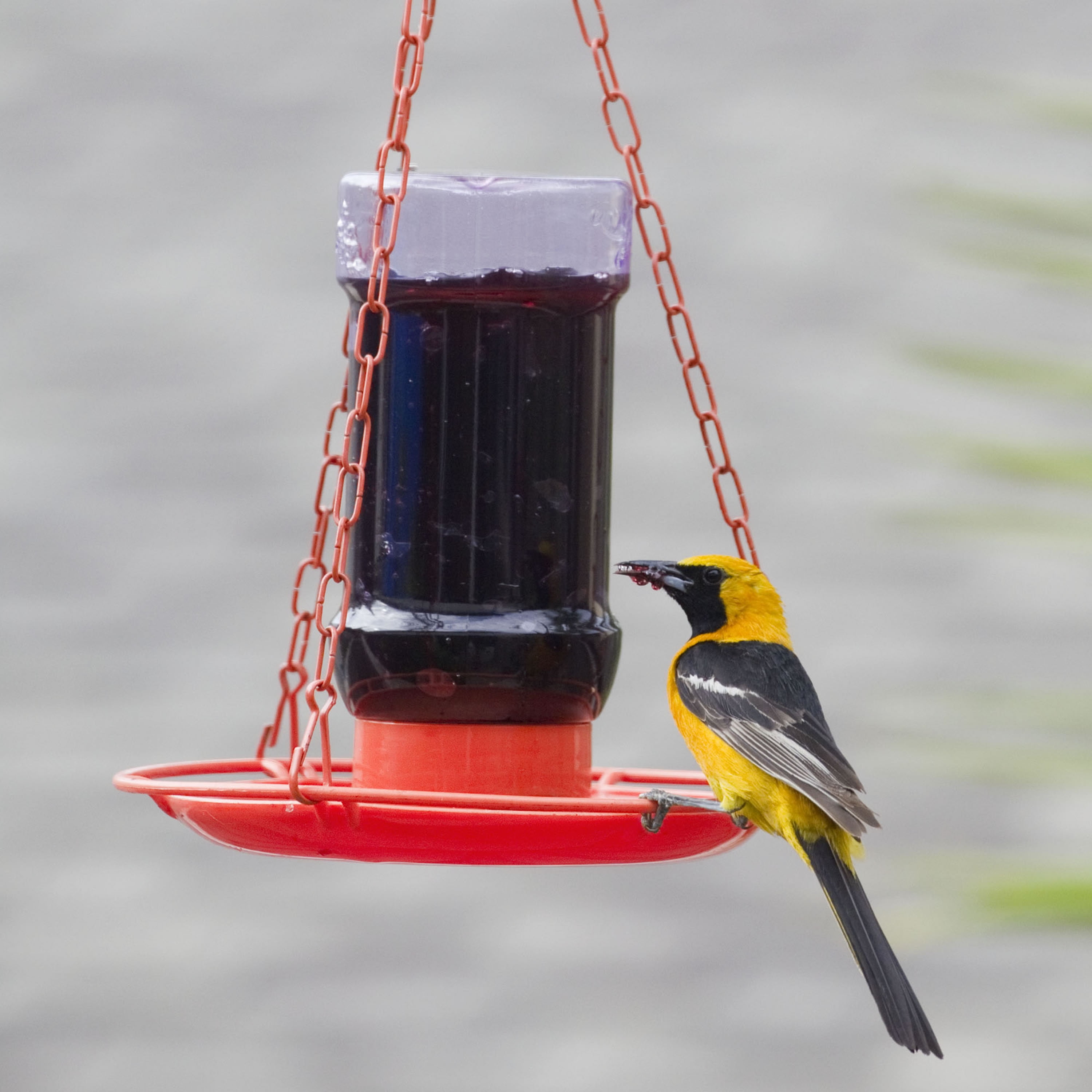 how to make an oriole jelly feeder wiring diagrams how to make an oriole jelly feeder wiring diagrams