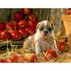 thumbnail image 1 of Diamond Painting (DE5047) Perro Animal 5D DIY Imagen de pared cuadrada (HY038) 20X30cm Hugtrwg Para estrenar, 1 of 1