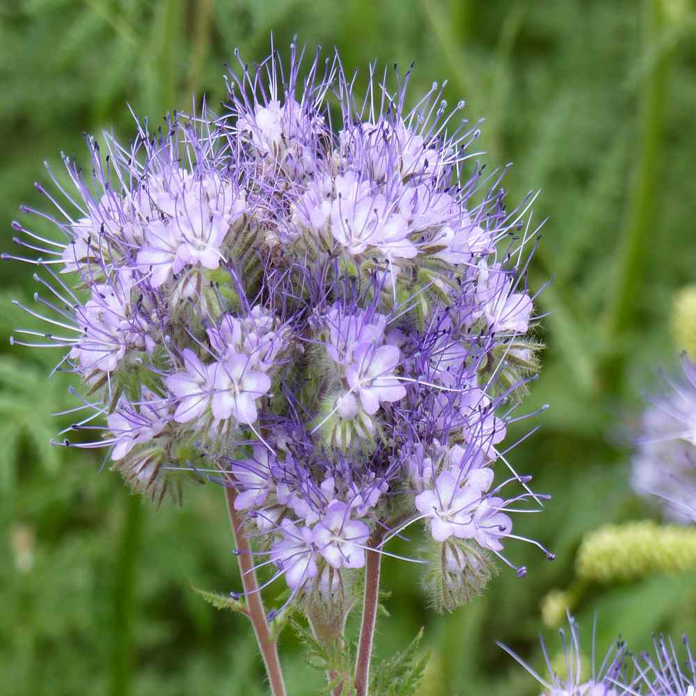 Lacy Phacelia Seeds - Phacelia Tanacetifolia Wildflower Seed - 5 LBS