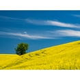 thumbnail image 2 of Gulin, Sylvia 18x15 Gold Ornate Wood Framed with Double Matting Museum Art Print Titled - USA-Washington State-Palouse canola field with lone tree near Colfax, 2 of 4