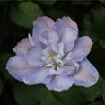 thumbnail image 2 of Direct Gardening Hakuba Clematis Vine Dormant Bare Root White Flowering Perennial Starter Plant, 2 of 4