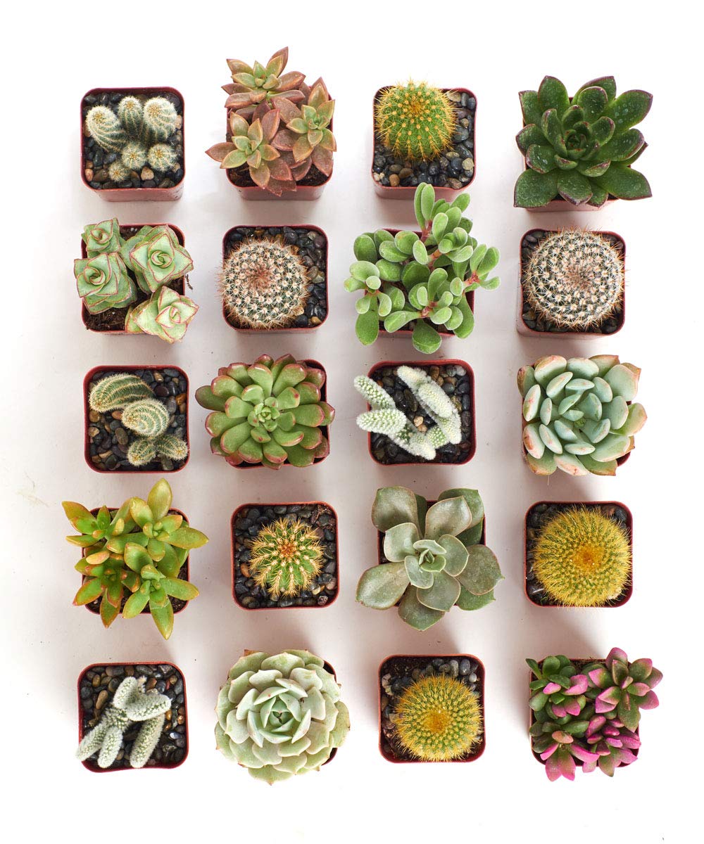Home Botanicals Cactus and Succulent (Collection of 20