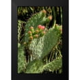 thumbnail image 2 of Johnson, George 11x14 Black Modern Framed Museum Art Print Titled - Cactus Flowers II, 2 of 5