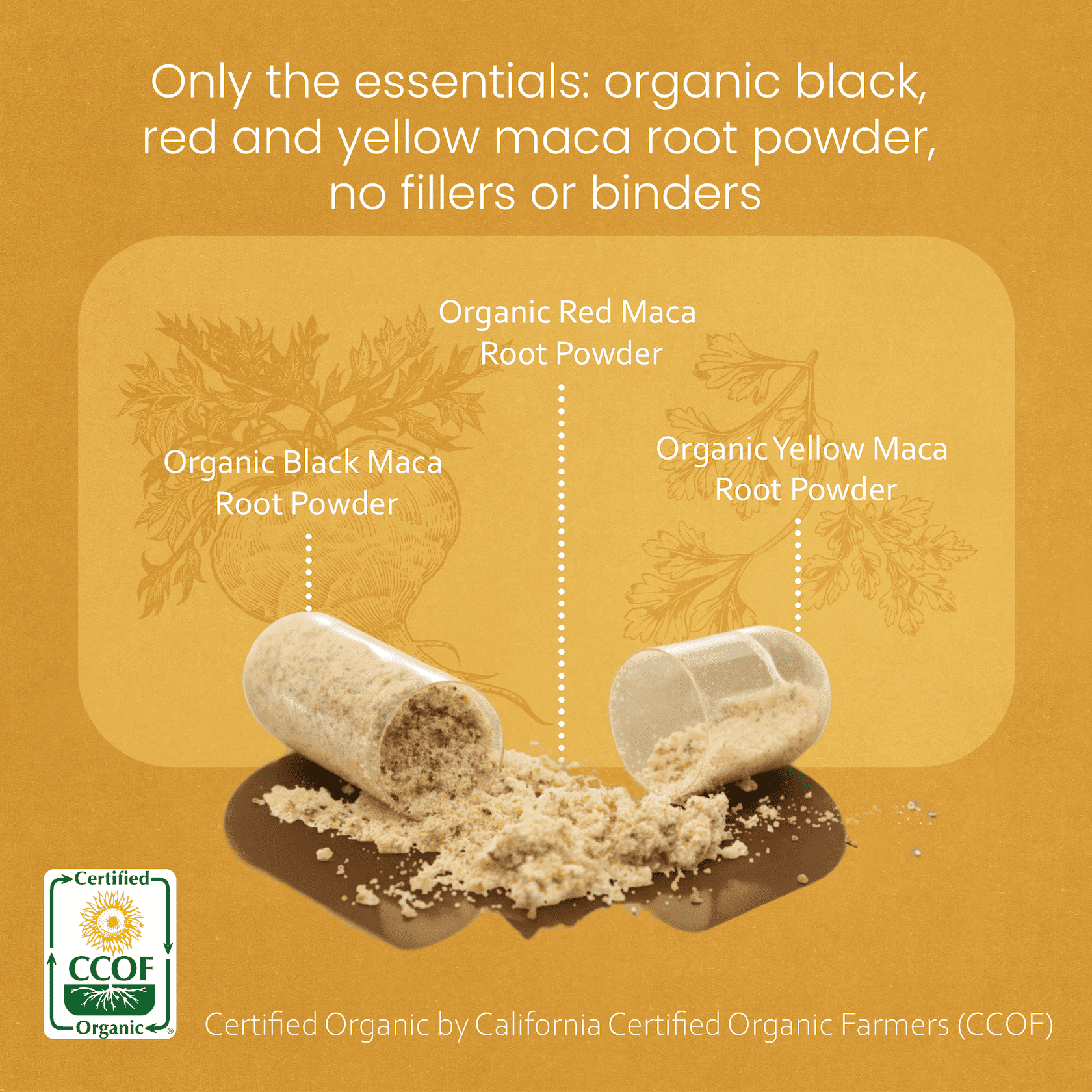 Organic Maca Root Black, Red, Yellow 1900 mg per serving - 150 Vegan Capsules Peruvian Maca Root Gelatinized