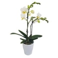 thumbnail image 1 of Mini orquídea en cerámica 1 pieza, 1 of 1