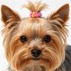 thumbnail image 4 of HEALEEP 100Ud Elásticas Coloridas Para De Mascotas Con Elasticidad Y Materiales Seguros, 4 of 6