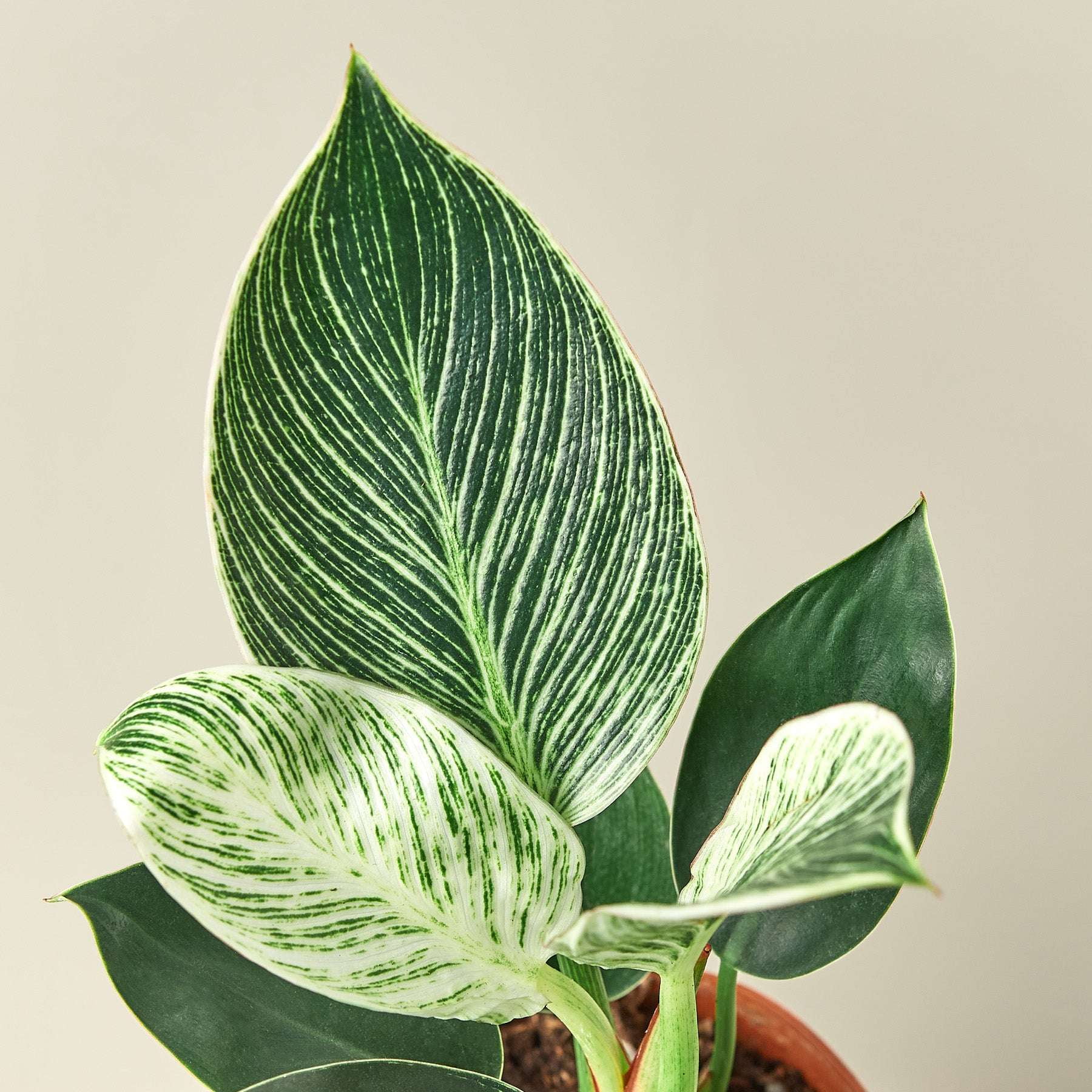 Philodendron Birkin Live Plant for Indoor | Different Houseplants in 4'' & 6'' Pot | Real House Plant for Living Room, Office, Desk & Bathroom | Birkin