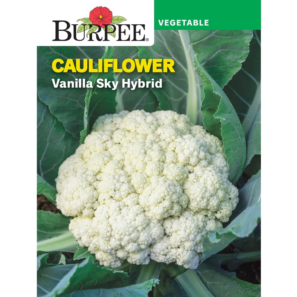 150 seeds CAULIFLOWER SEEDS White Cauliflower Beta VEGETABLE 