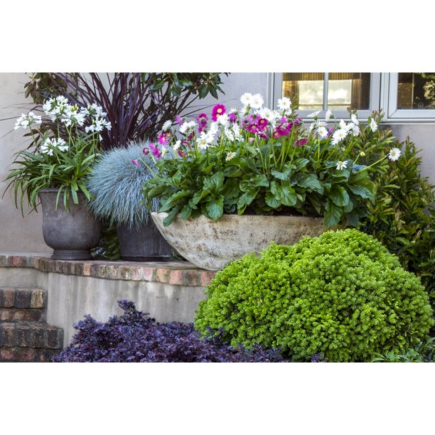 Southern Living Dragon Prince Cryptomeria Live Shrub in 2-Gallon