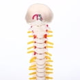 thumbnail image 2 of 1 modelo de columna vertebral humana, hueso humano, coxis, pelvis, modelo para, 2 of 8