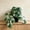 White and Green, variant on Pothos Indoor with Pots, Realistic Small Artificial Trailing Vines, Faux Ivy , Potted for Shelf Bathroom Office Decor, Artificial House -Tropical Leaf