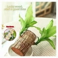 thumbnail image 5 of Easter’s Gift Brazilian Wood Plant Fortune Brazil Wood Potted Mini Plant Brazilian Lucky Wood for Desktop Decoration Includes Plastic Tray Ideal for Home Office or Gift Giving Air, 5 of 7