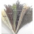 thumbnail image 3 of Preserved Valentine Grass Natural Limonium Bouquet, Real Caspia Bellidifolium, Sea Lavender (Yellow) 2025, 3 of 4