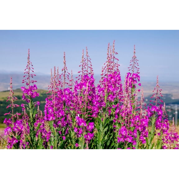 300 FIREWEED / ROSEBAY (Great Willowherb) Epilobium Angustifolium Flower Seeds