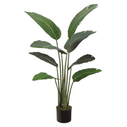 Park Place 45" Bird of Paradise Plant With 8 Leaves in Pot