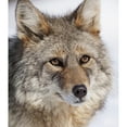 thumbnail image 2 of Portrait Of A Wild Coyote Near The Alaska Wildlife Conservation Center  Southcentral Alaska  Winter Print, 2 of 2