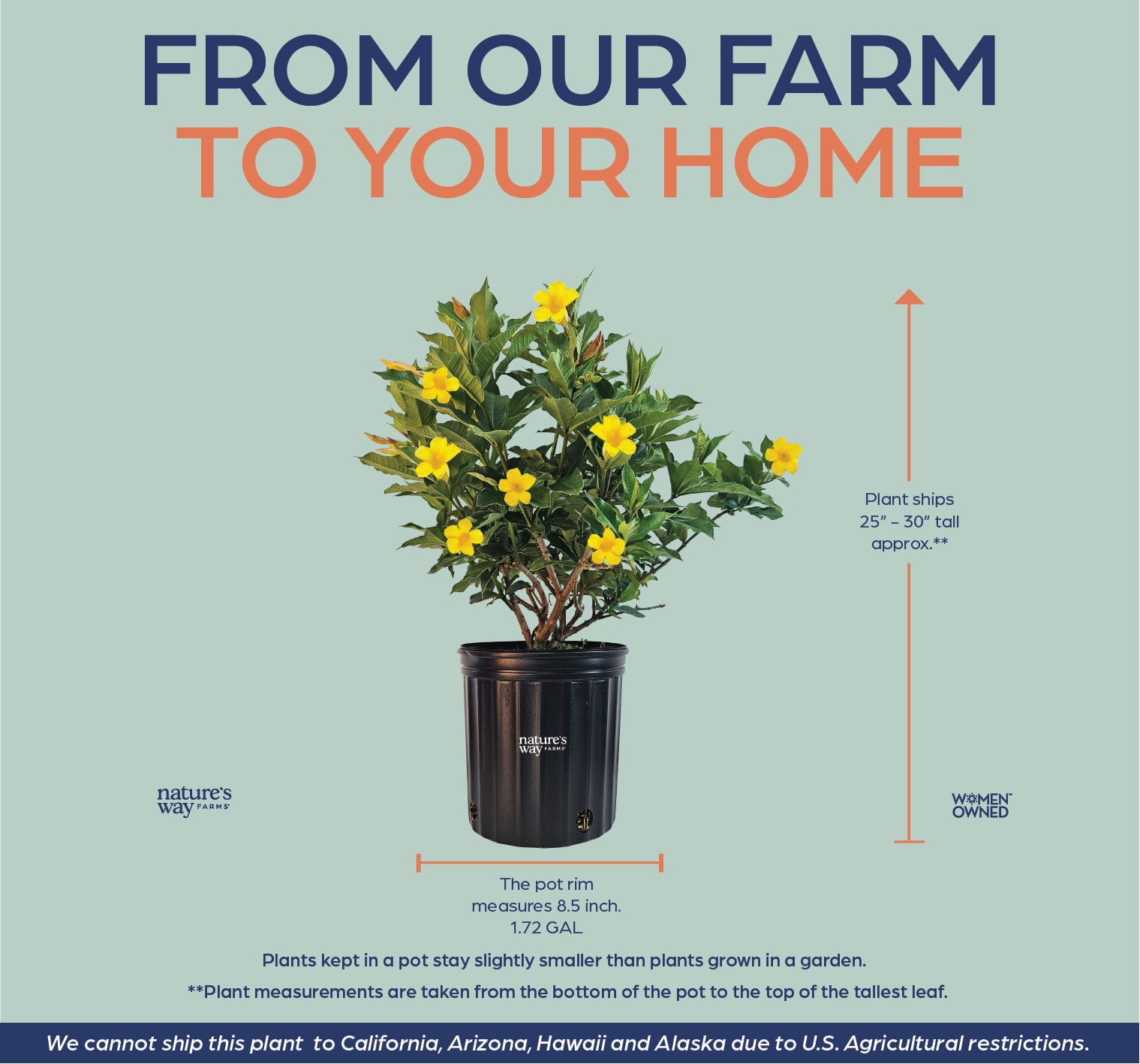 Nature's Way Farms Allamanda Bush Outdoor Live Plant (25-30 in. Tall) in Grower Pot May Ship Without Flowers