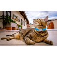 thumbnail image 6 of Miaocao Heart Bling Cat Collar with Safety Belt and Bell Adjustable 8-10 inches for Kitten Cats (Black+Pink), 6 of 6