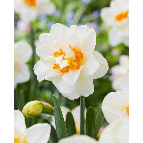 Flower Drift Double Daffodil Bulbs for Planting Colorful Daffodil Blooms 10 Bulbs