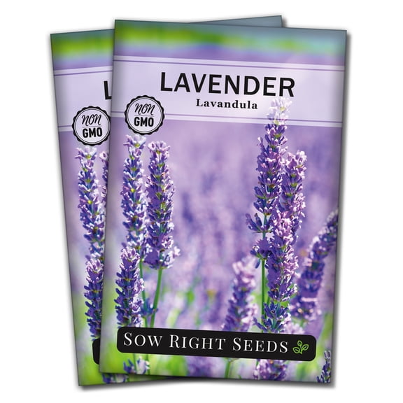 Lavender Seeds for Planting - Non GMO Heirloom Varieties for your Indoor or Outdoor Herb Garden - 2 Pack