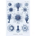 thumbnail image 2 of Haeckel Nature Illustrations: Siphoneae Hydrozoa - Dark Blue Tint Poster Print by  Ernst Haeckel  (12 x 18), 2 of 2