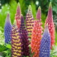 thumbnail image 5 of TomorrowSeeds - Russell Mix Lupine Seeds - 300+ Count - For 2025 Planting Lupinus Rainbow Lupin, 5 of 9