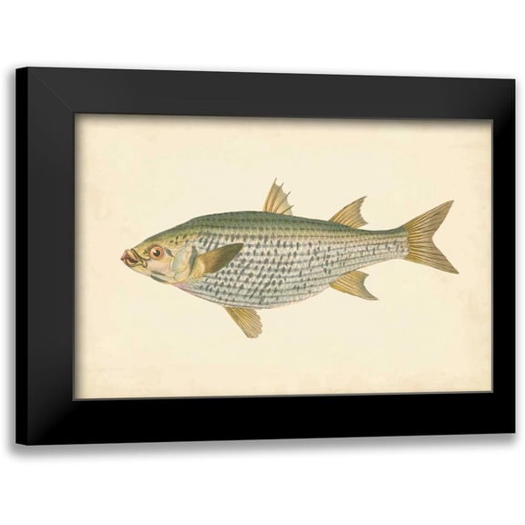 Donovan 14x11 Black Modern Framed Museum Art Print Titled - Donovan Antique Fish IV