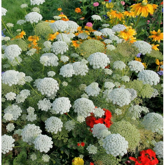 Bishop's Flower GREEN MIST 200 Seeds - Mother Nature's Seeds - Wildflower Seeds - Flower Seeds for Planting - Non-GMO