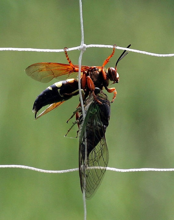 cicada predators