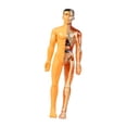 thumbnail image 4 of MERIGLARE Human Body Model Display Classroom Realistic Human Anatomy for Kids Teaching, 4 of 9
