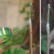 thumbnail image 2 of 100/120/ 200M /Roll Grafting Tape Garden Tools Fruit Tree Secateurs Engraft Branch Gardening bind belt PVC tie Tape, 2 of 5