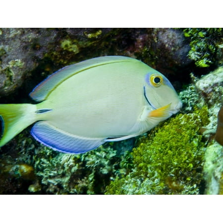 A Tang Fish Eating Plant Growth Off the Coast of Key Largo, Florida Print Wall Art By Stocktrek (Best Florida Fish To Eat)