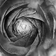 thumbnail image 2 of Marshall, Laura 26x26 Gold Ornate Wood Framed with Double Matting Museum Art Print Titled - Ranunculus Abstract I BW, 2 of 4