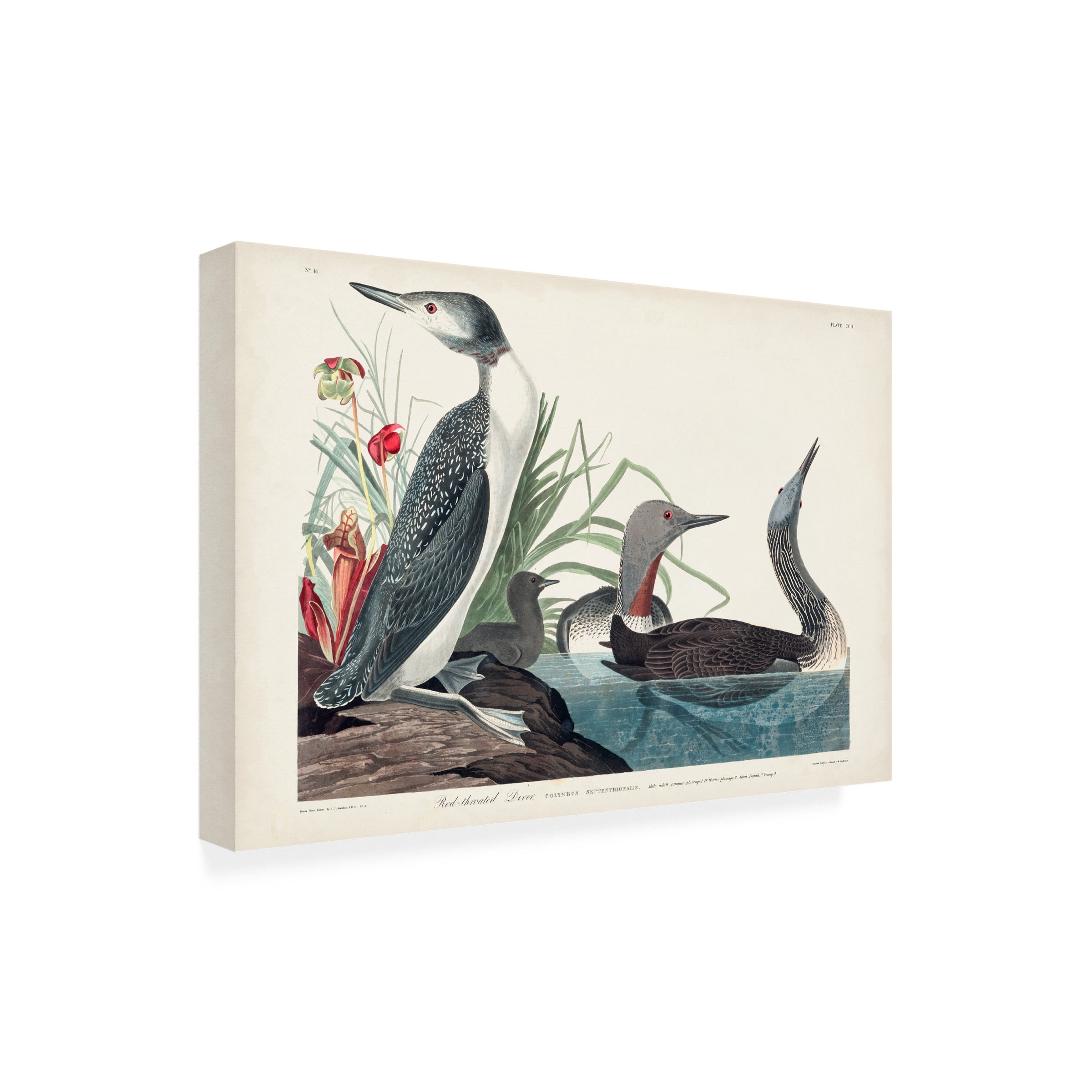 John James Audubon 'Red Throated Diver' Canvas Art